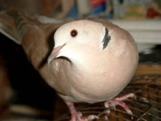 ring_neck_dove-331×248.jpg