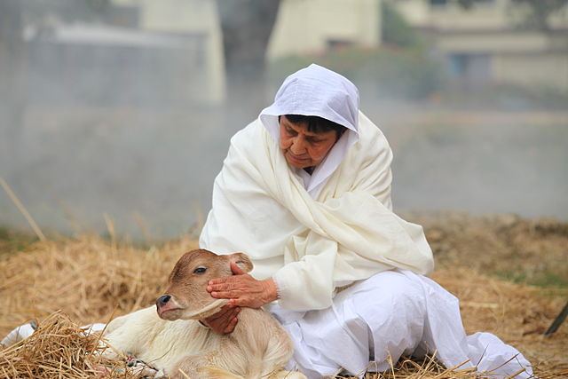 Woman petting a calf.