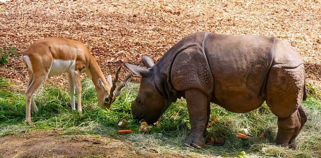 Antilope ad young Rhino sharing food