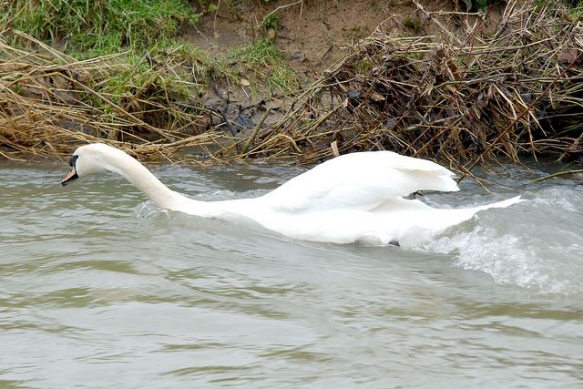 Swan swimming upstream